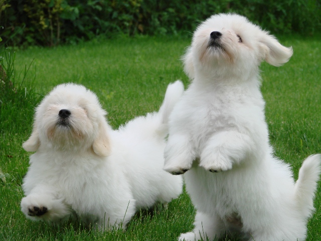 Litter from Falbala x Junior born the 2012/03/18 (clic on the pic for more infos)